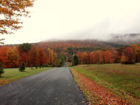 foliage scenery TS